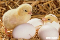 养的鸡不吃食，为什么