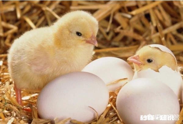 养的鸡不吃食，为什么