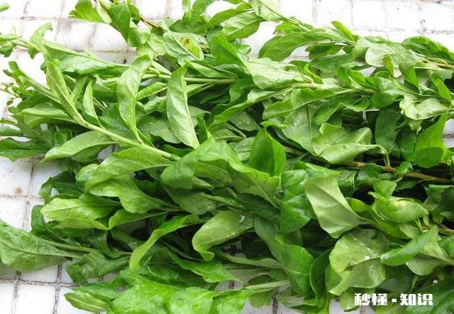 枸杞叶猪肝汤怎么做