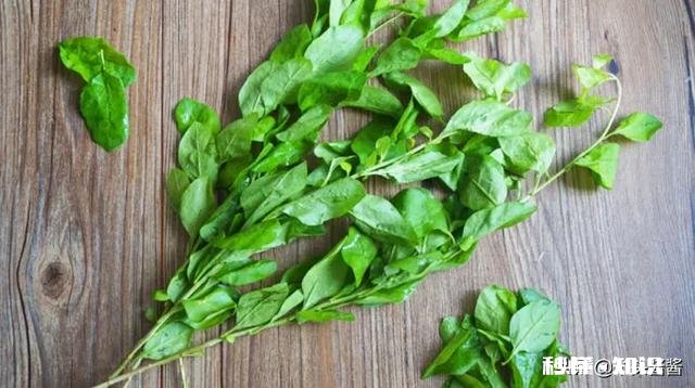 枸杞叶猪肝汤怎么做