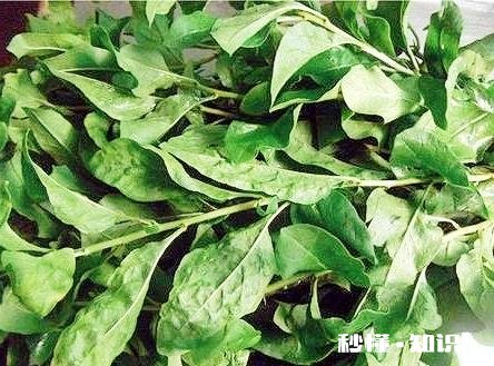 枸杞叶猪肝汤怎么做