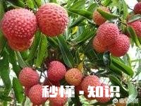 中国古董为什么雕刻荔枝图