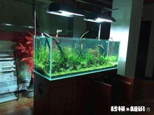 底滤如何做原生态鱼缸