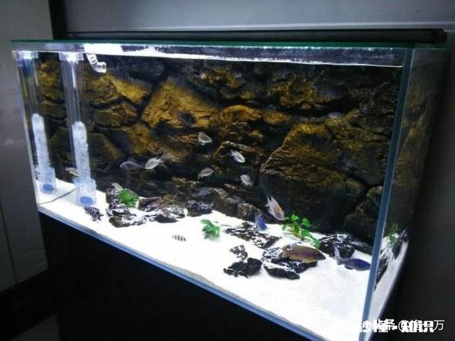 底滤如何做原生态鱼缸