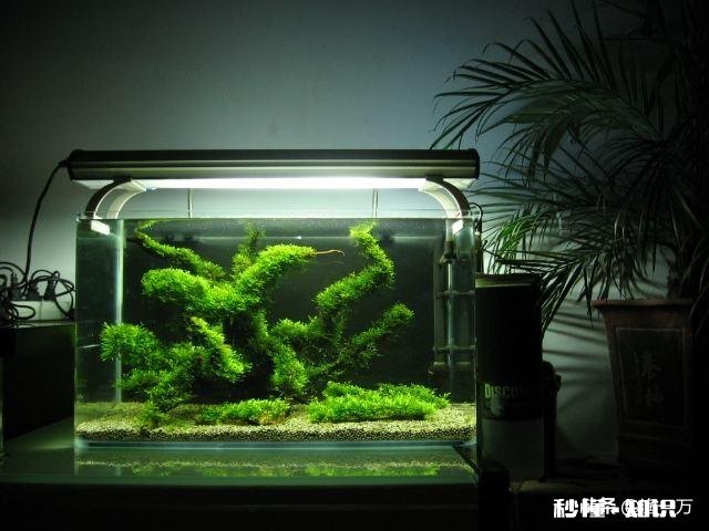 底滤如何做原生态鱼缸