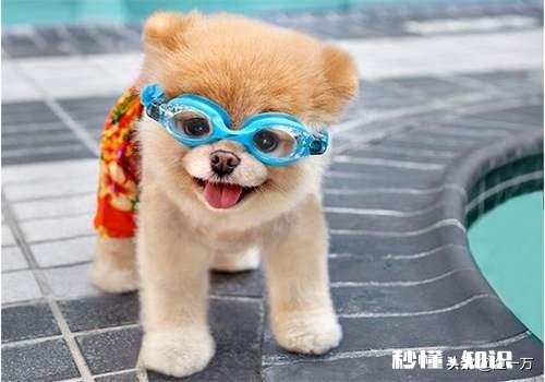 有人说狗通人性，是不是能通过内分泌学闻出你的情绪