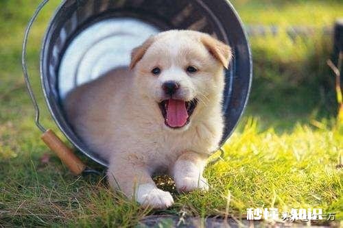 有人说狗通人性，是不是能通过内分泌学闻出你的情绪