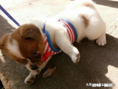 有人说狗通人性，是不是能通过内分泌学闻出你的情绪