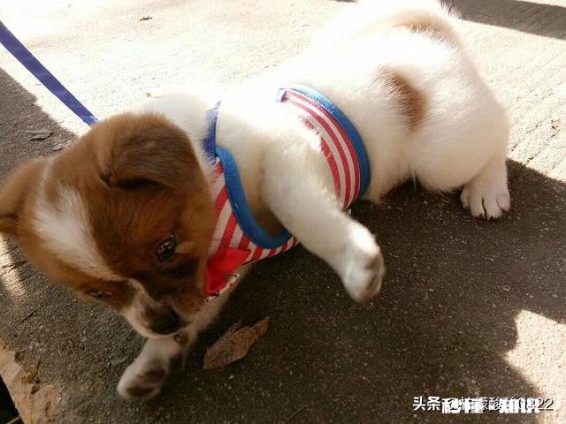 有人说狗通人性，是不是能通过内分泌学闻出你的情绪