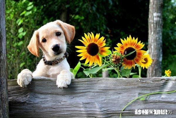 有人说狗通人性，是不是能通过内分泌学闻出你的情绪