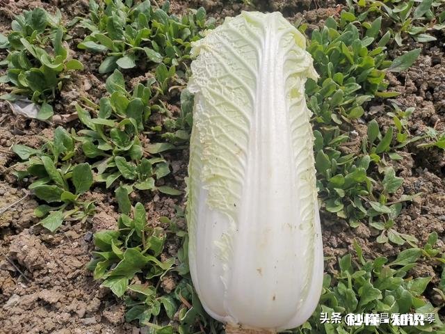 疫情期天天待家里最想吃什么