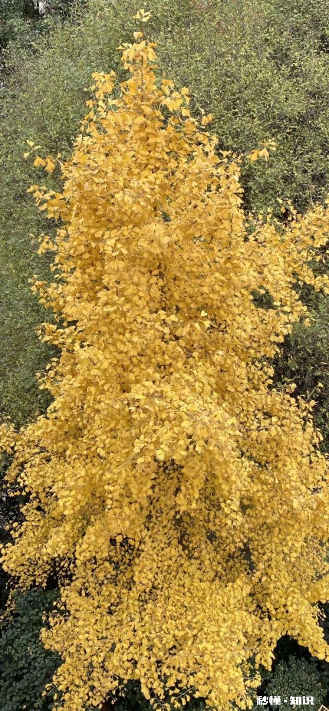 我家孩子现在不想学习了怎么办,她初三