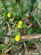 老师追求同学还发生关系了怎么处理