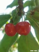 相亲认识了一个男生，谈了一年半。最近他跟我说，爱就是性需求，并且对我没有感情了。我