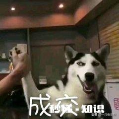 想过年又怕过年，年底了，你还单身吗想不想租个女友回家过年