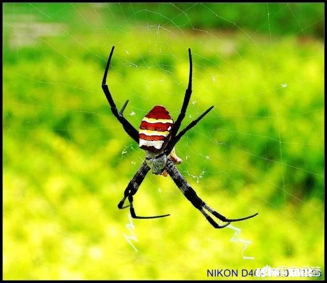 春季外出拍照应该注意哪些事项