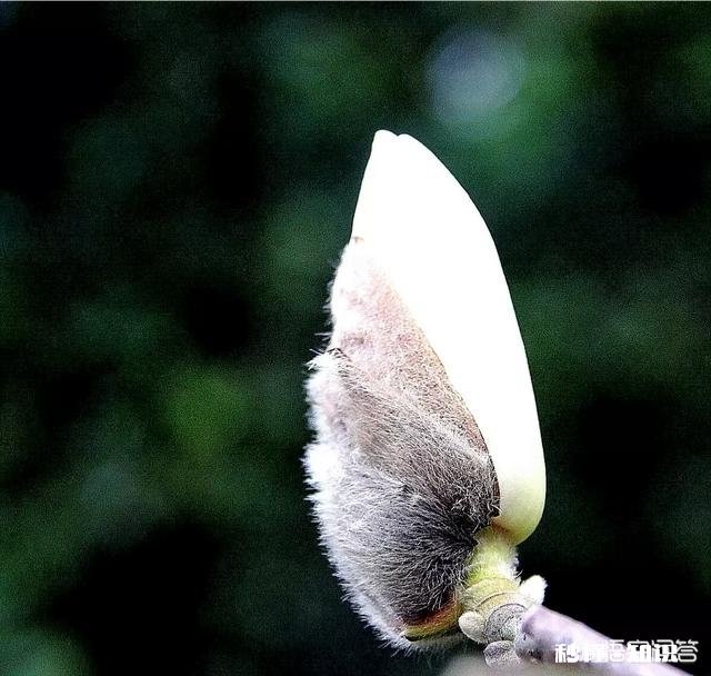 春季外出拍照应该注意哪些事项