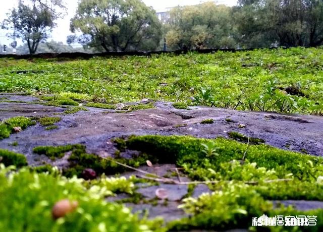 春季外出拍照应该注意哪些事项