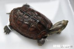 我这龟是怎么了