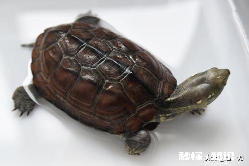 我这龟是怎么了