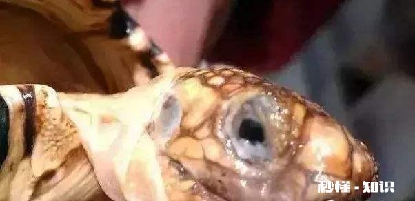 我这龟是怎么了