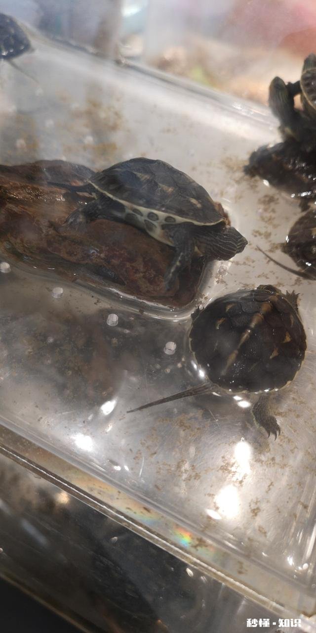 我这龟是怎么了