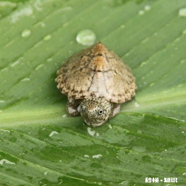 我这龟是怎么了