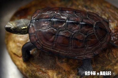 我这龟是怎么了