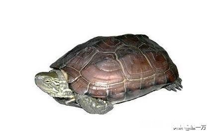 我这龟是怎么了