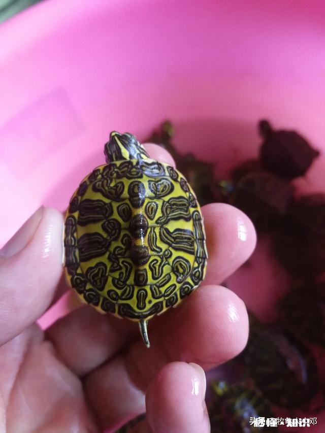 我这龟是怎么了