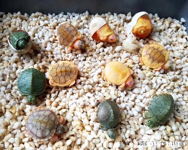 我这龟是怎么了