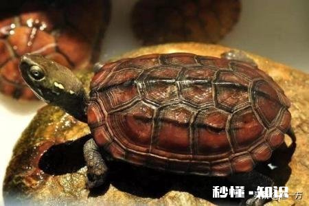 我这龟是怎么了