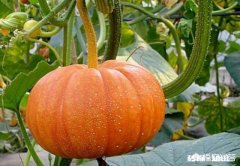 南瓜该怎样储存