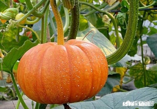 南瓜该怎样储存