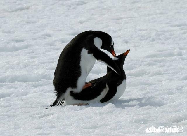 酷狗音乐为什么学头条只对部分用户开启发图片评论功能