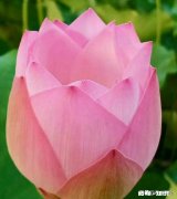 有人说在中国，在家里男人当不清女人的家，在外女人当不清男人家，这个到底是什么原因