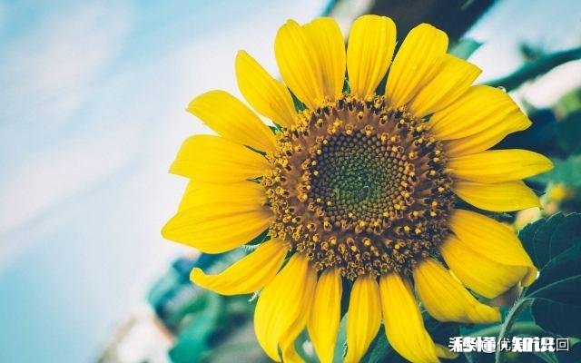 异地三年的男友最近经常不回消息，视频和电话都经常不接，发的消息大部分不回，我该怎么办