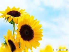 异地三年的男友最近经常不回消息，视频和电话都经常不接，发的消息大部分不回，我该怎么