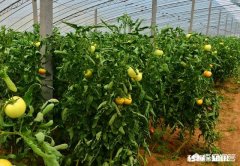 西红柿整株发黄是怎么回事