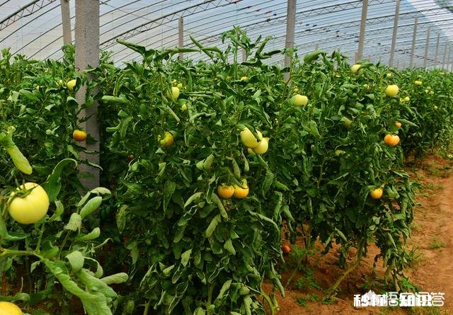 西红柿整株发黄是怎么回事