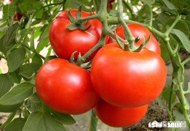 西红柿整株发黄是怎么回事