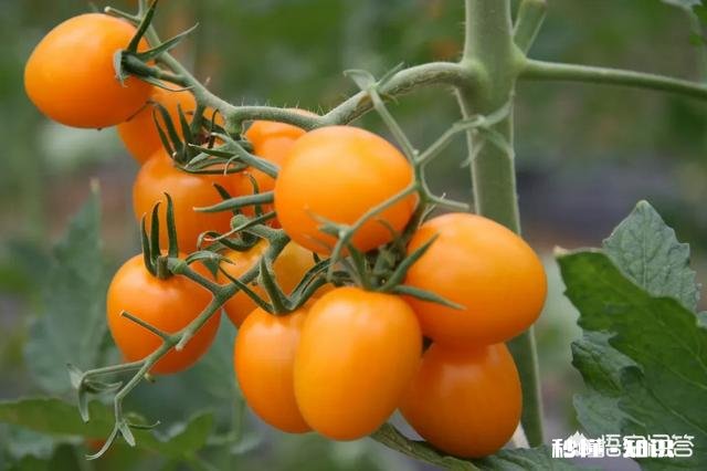 西红柿整株发黄是怎么回事