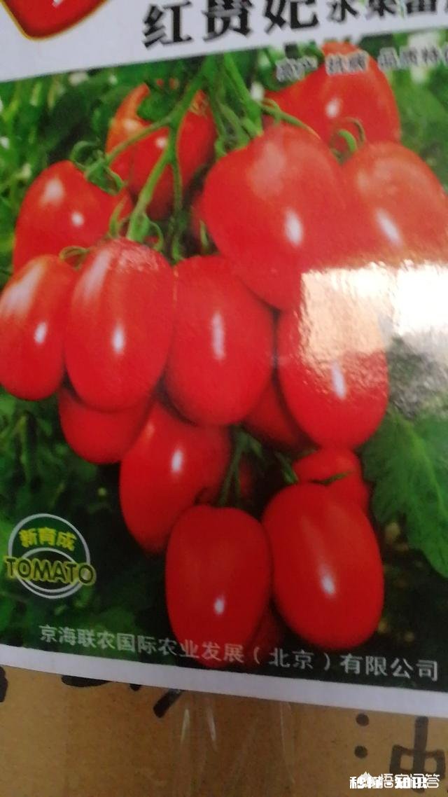 西红柿整株发黄是怎么回事