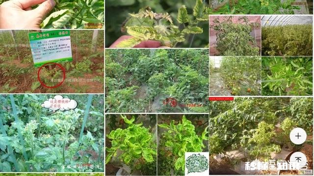 西红柿整株发黄是怎么回事