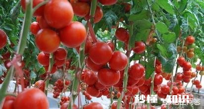 西红柿整株发黄是怎么回事