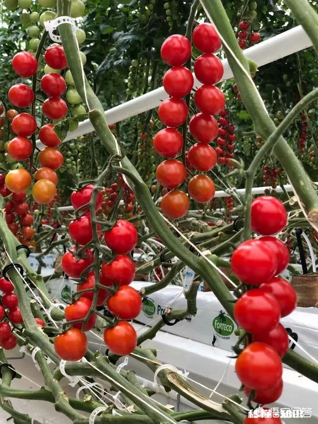 西红柿整株发黄是怎么回事