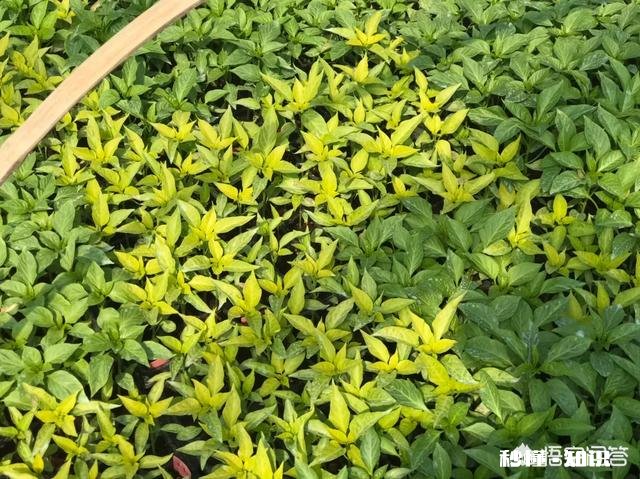 西红柿整株发黄是怎么回事