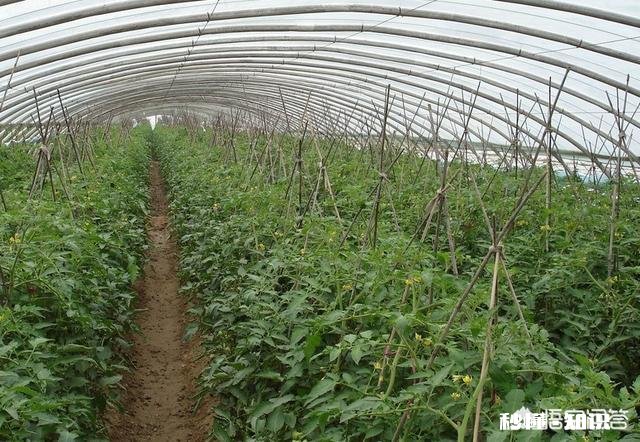 西红柿整株发黄是怎么回事