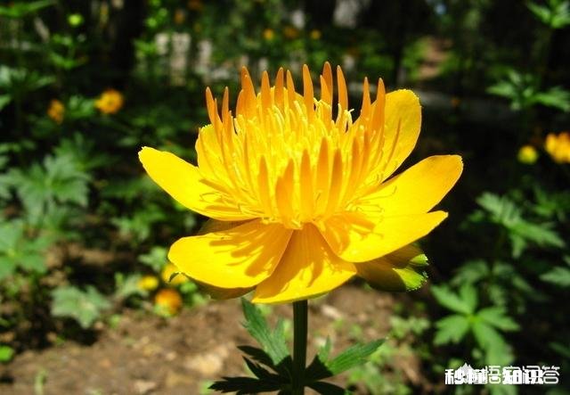 金莲花是只生长在高原地区的花朵吗有人说其祛火功效是金银花的两倍，对此你怎么看