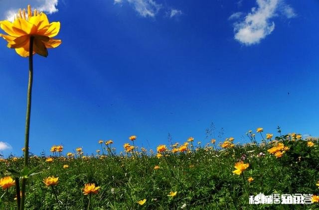 金莲花是只生长在高原地区的花朵吗有人说其祛火功效是金银花的两倍，对此你怎么看